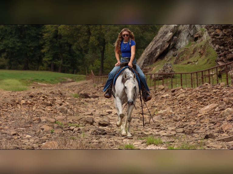 American Quarter Horse Wałach 12 lat 152 cm Siwa in Quitman