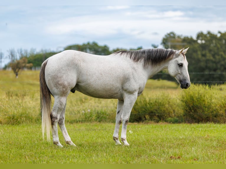 American Quarter Horse Wałach 12 lat 152 cm Siwa in Quitman