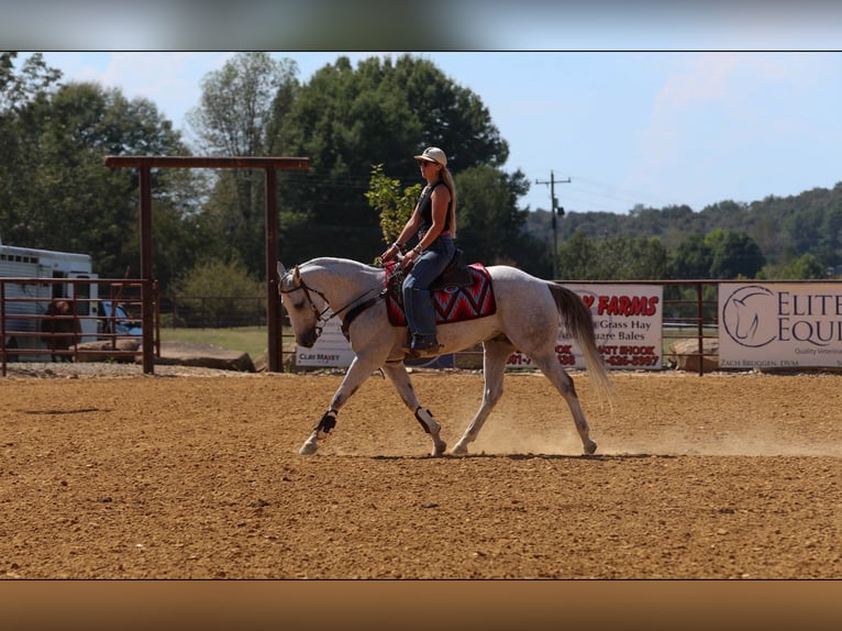 American Quarter Horse Wałach 12 lat 152 cm Siwa in Quitman