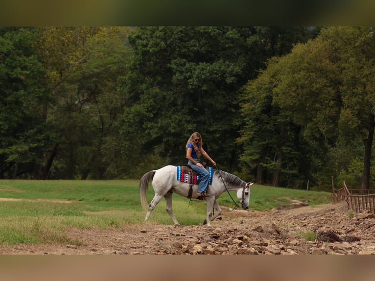 American Quarter Horse Wałach 12 lat 152 cm Siwa in Quitman