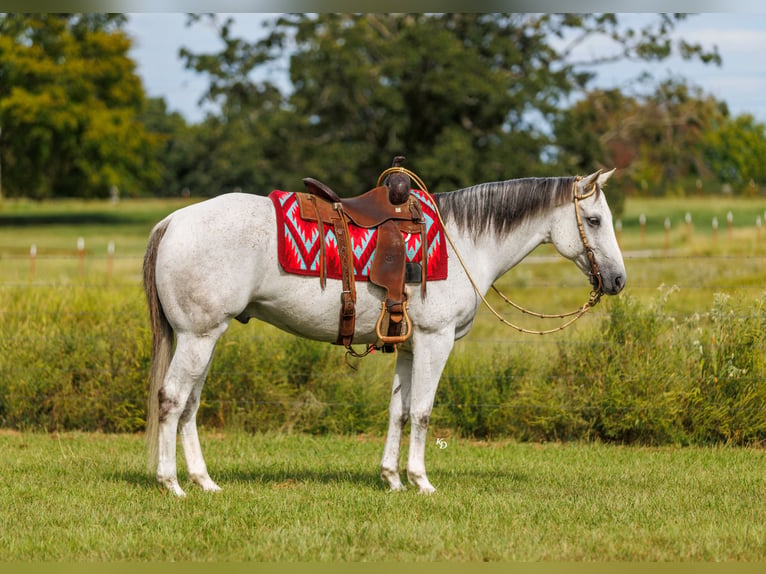 American Quarter Horse Wałach 12 lat 152 cm Siwa in Quitman