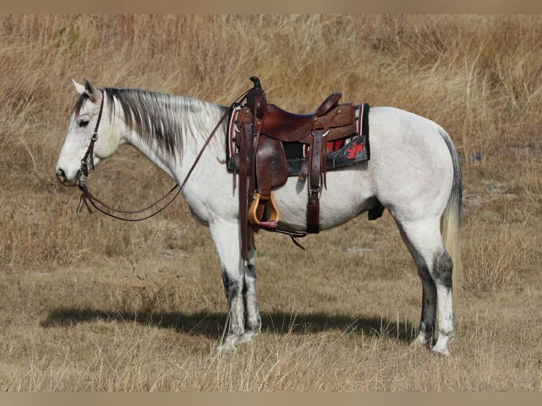American Quarter Horse Wałach 12 lat 152 cm Siwa in Mineral Wells TX