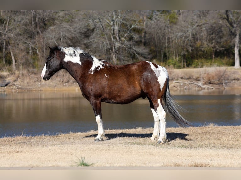 American Quarter Horse Wałach 12 lat 152 cm Srokata in Forney