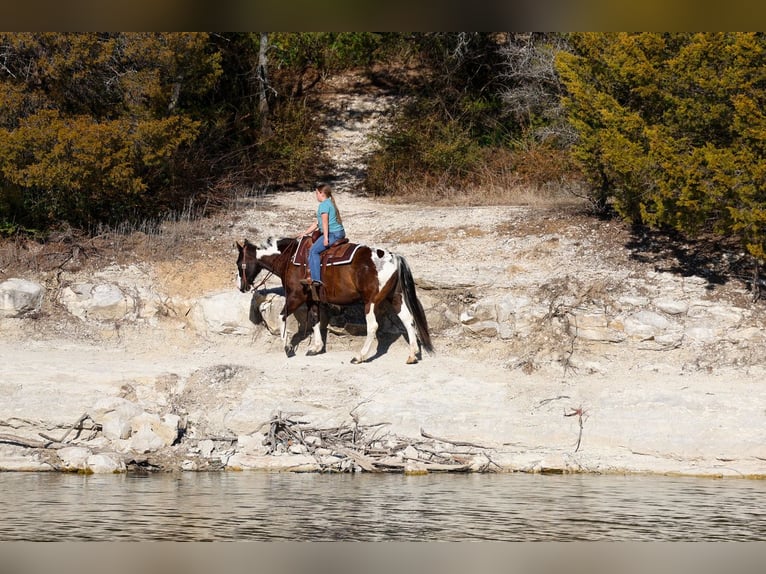 American Quarter Horse Wałach 12 lat 152 cm Srokata in Forney