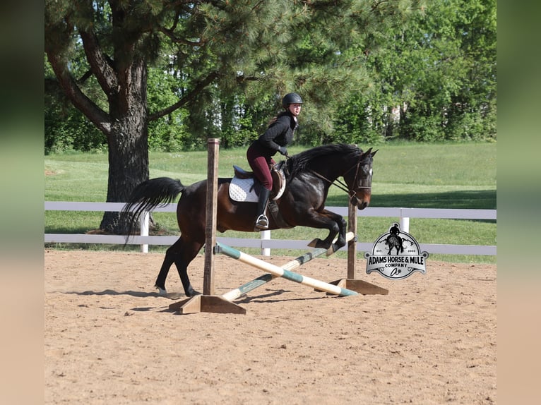 American Quarter Horse Wałach 12 lat 152 cm  in Mount Vernon