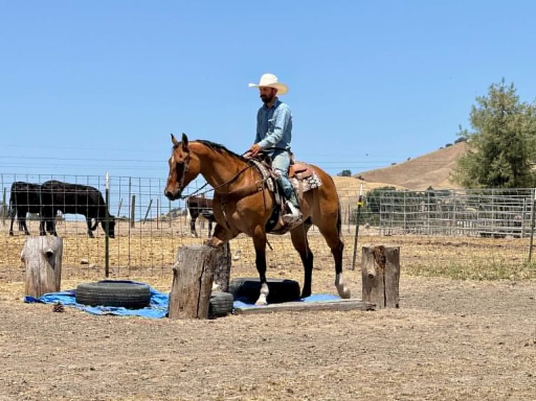 American Quarter Horse Wałach 12 lat 155 cm Bułana in Tres Pinos