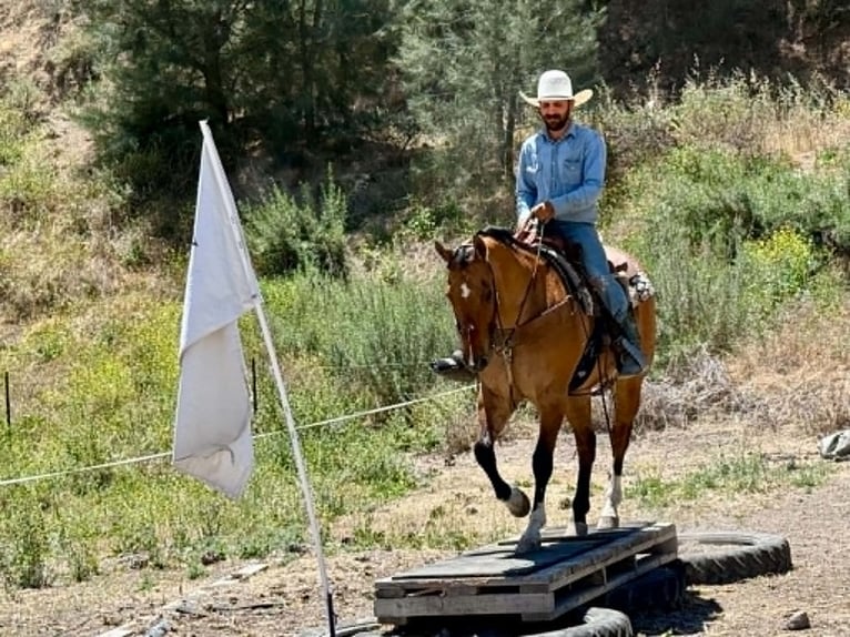 American Quarter Horse Wałach 12 lat 155 cm Bułana in Tres Pinos