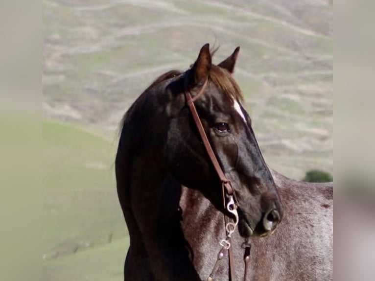 American Quarter Horse Wałach 12 lat 155 cm Ciemnokasztanowata in Paicines CA