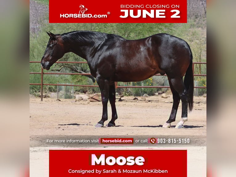 American Quarter Horse Wałach 12 lat 155 cm Gniada in Cave Creek, AZ