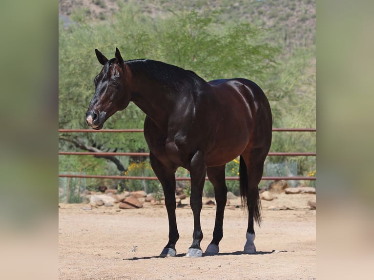 American Quarter Horse Wałach 12 lat 155 cm Gniada in Cave Creek, AZ