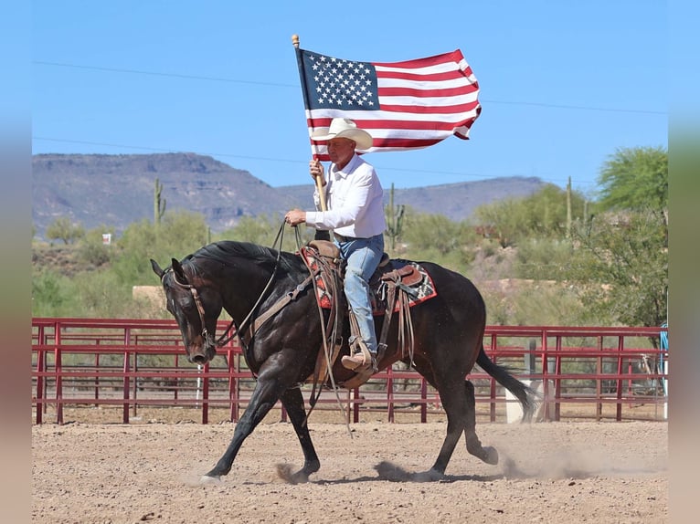 American Quarter Horse Wałach 12 lat 155 cm Gniada in Cave Creek, AZ