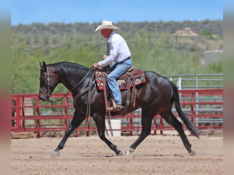American Quarter Horse Wałach 12 lat 155 cm Gniada in Cave Creek, AZ