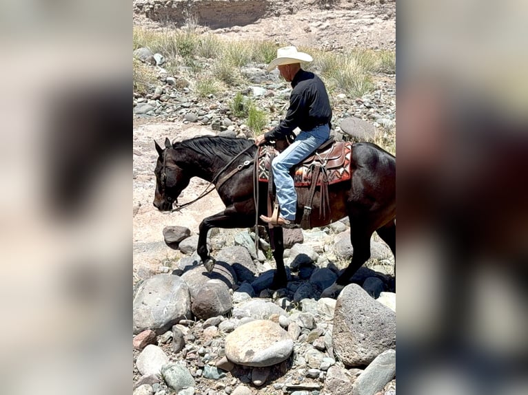 American Quarter Horse Wałach 12 lat 155 cm Gniada in Cave Creek, AZ