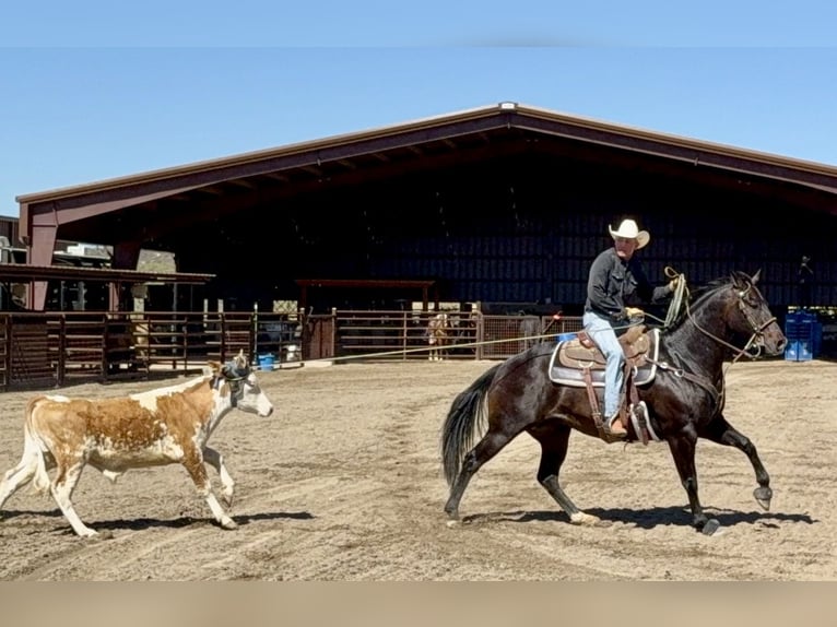 American Quarter Horse Wałach 12 lat 155 cm Gniada in Cave Creek, AZ