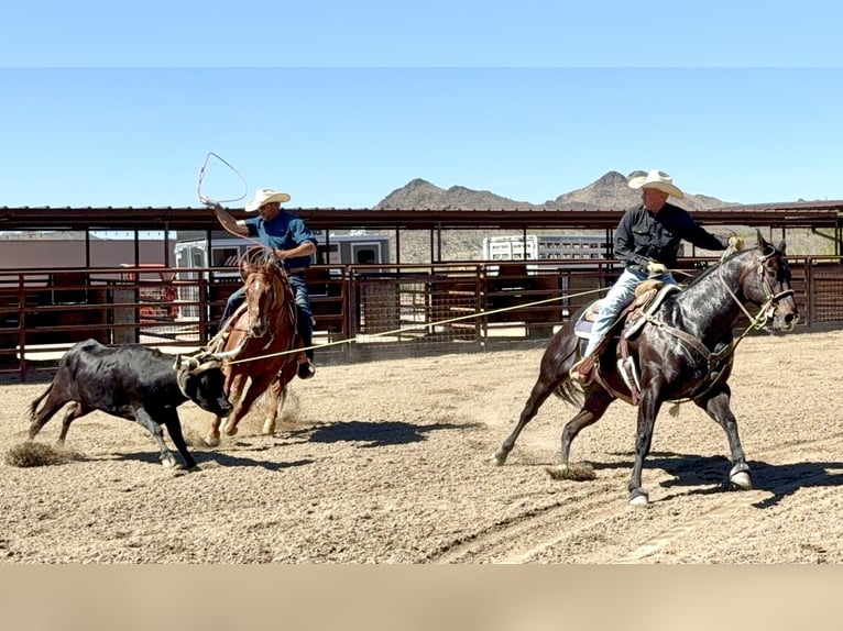 American Quarter Horse Wałach 12 lat 155 cm Gniada in Cave Creek, AZ