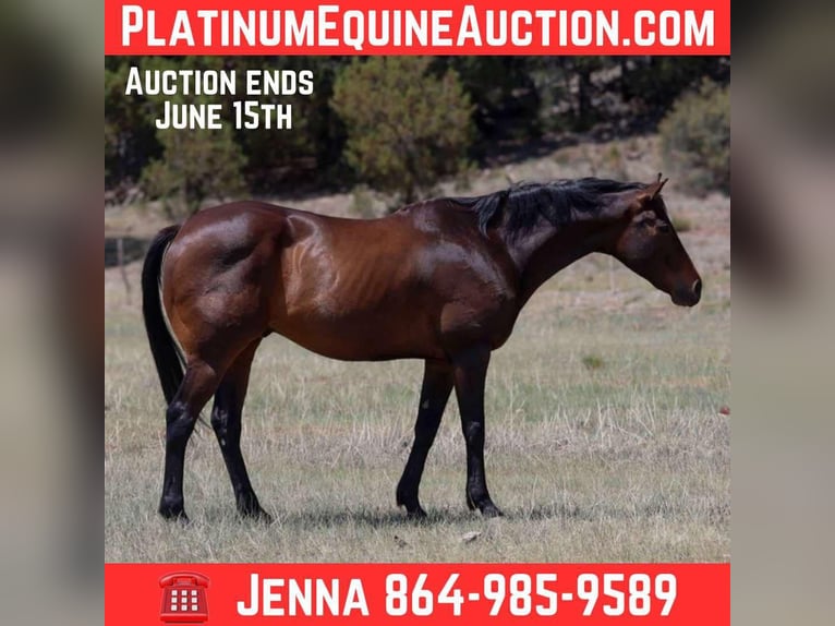 American Quarter Horse Wałach 12 lat 155 cm Gniada in Cottonwood AZ