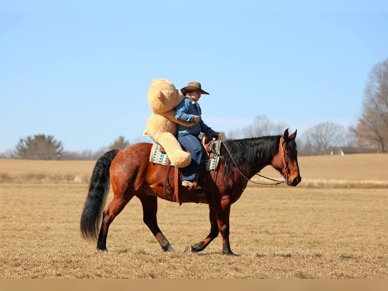 American Quarter Horse Wałach 12 lat 155 cm Gniadodereszowata in Clarion