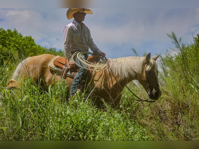 American Quarter Horse Wałach 12 lat 155 cm Izabelowata in Camp Verde. AZ