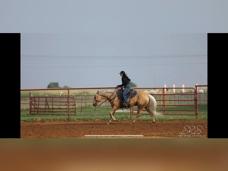 American Quarter Horse Wałach 12 lat 155 cm Izabelowata in Granbury TX