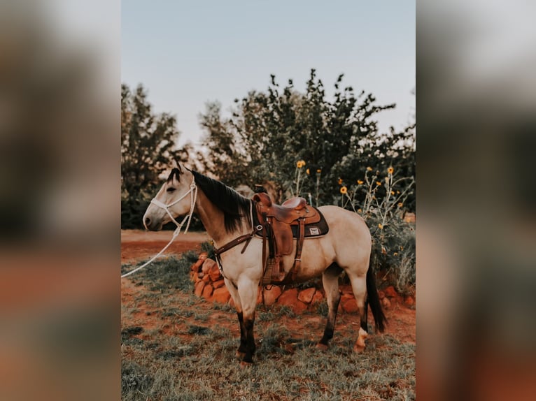 American Quarter Horse Wałach 12 lat 155 cm Jelenia in Wickenburg