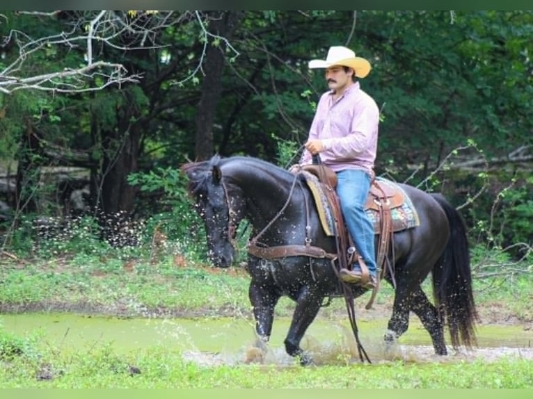 American Quarter Horse Wałach 12 lat 155 cm Kara in Whitesboro