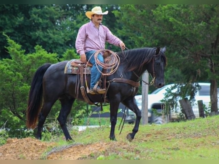American Quarter Horse Wałach 12 lat 155 cm Kara in Whitesboro
