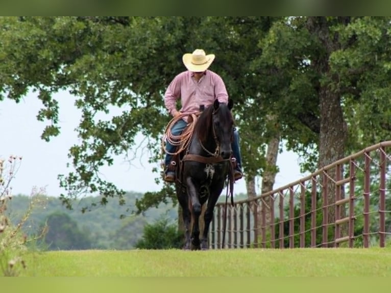 American Quarter Horse Wałach 12 lat 155 cm Kara in Whitesboro