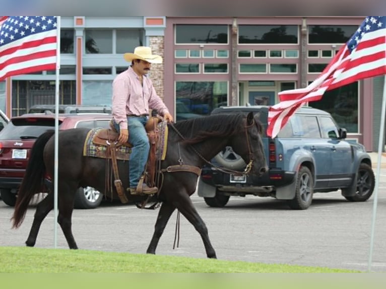 American Quarter Horse Wałach 12 lat 155 cm Kara in Whitesboro