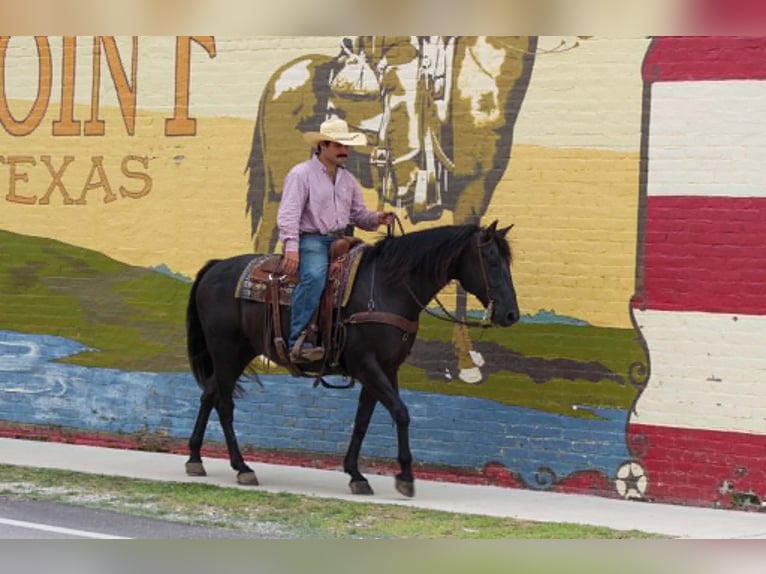 American Quarter Horse Wałach 12 lat 155 cm Kara in Whitesboro