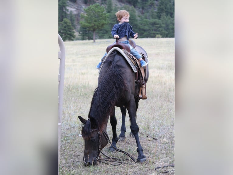 American Quarter Horse Wałach 12 lat 155 cm Kara in Fort Collins