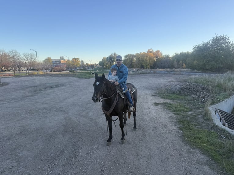 American Quarter Horse Wałach 12 lat 155 cm Kara in Fort Collins