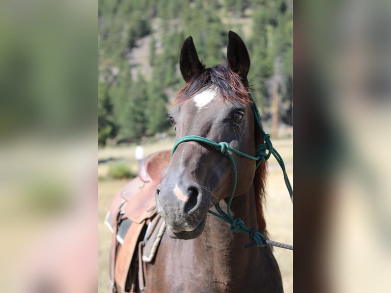 American Quarter Horse Wałach 12 lat 155 cm Kara in Fort Collins
