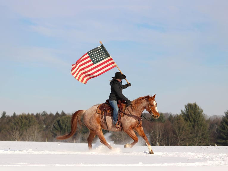American Quarter Horse Wałach 12 lat 155 cm Kasztanowatodereszowata in Clarion
