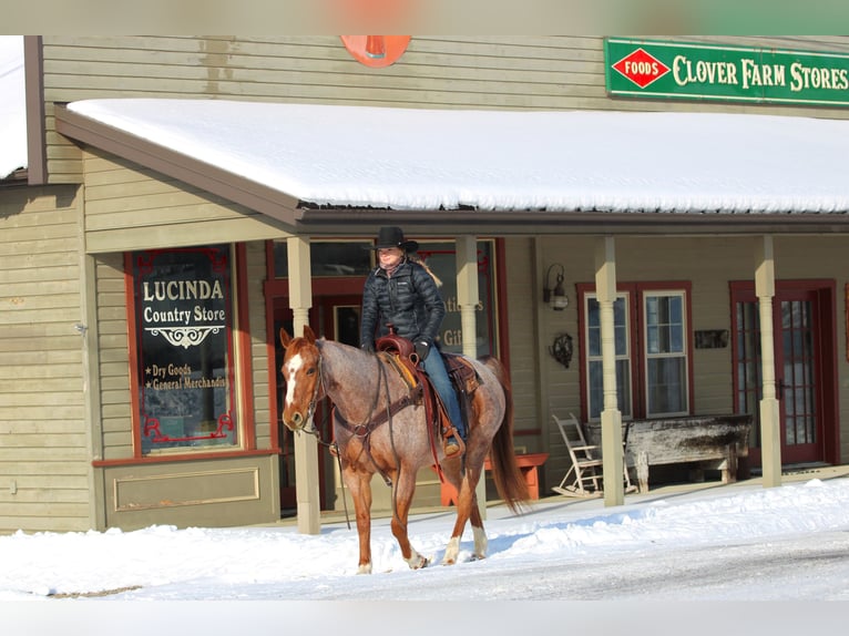 American Quarter Horse Wałach 12 lat 155 cm Kasztanowatodereszowata in Clarion