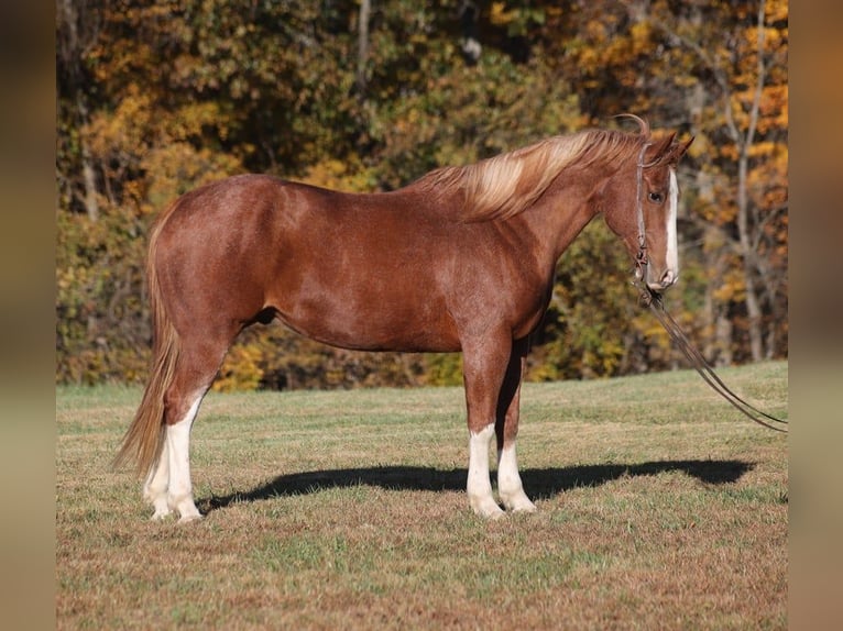 American Quarter Horse Wałach 12 lat 155 cm Kasztanowatodereszowata in Level Green KY