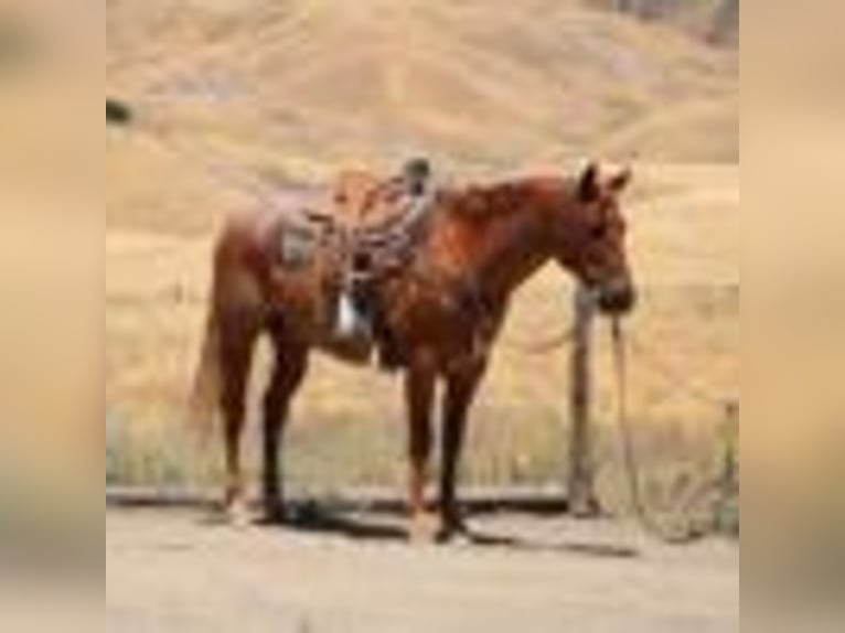 American Quarter Horse Wałach 12 lat 155 cm Kasztanowatodereszowata in Paicines CA