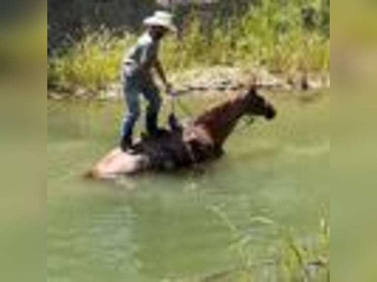 American Quarter Horse Wałach 12 lat 155 cm Kasztanowatodereszowata in Paicines CA