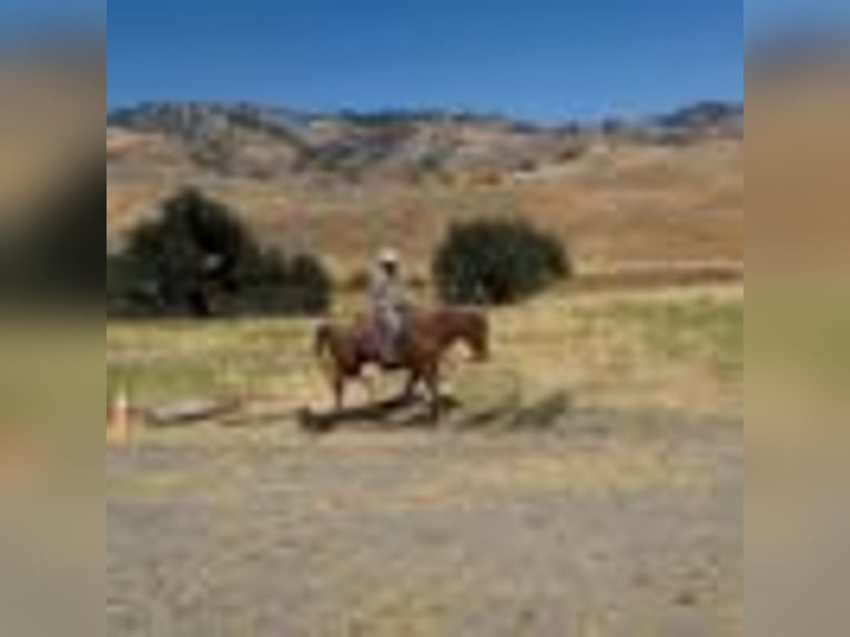 American Quarter Horse Wałach 12 lat 155 cm Kasztanowatodereszowata in Paicines CA