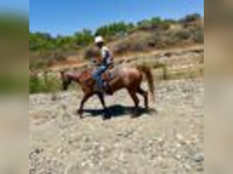 American Quarter Horse Wałach 12 lat 155 cm Kasztanowatodereszowata in Paicines CA
