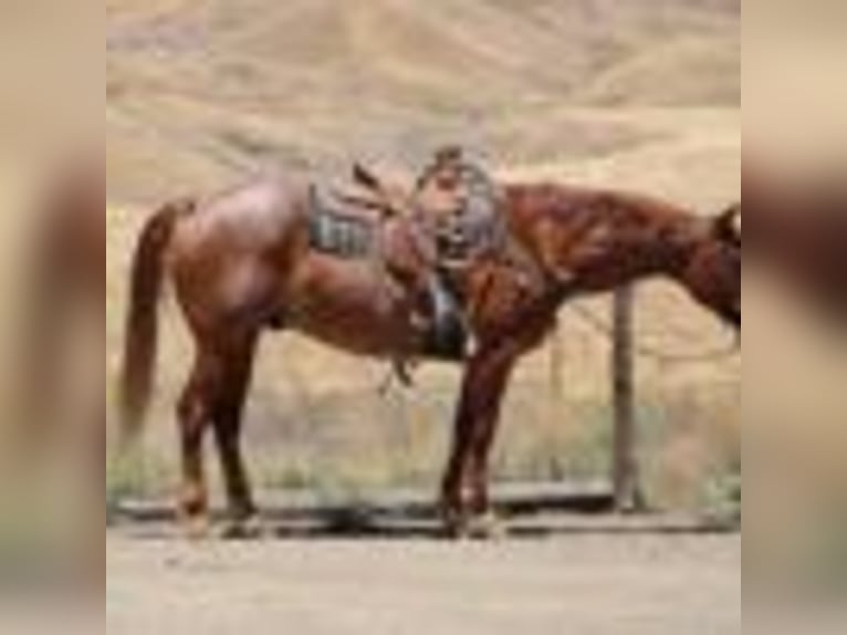 American Quarter Horse Wałach 12 lat 155 cm Kasztanowatodereszowata in Paicines CA