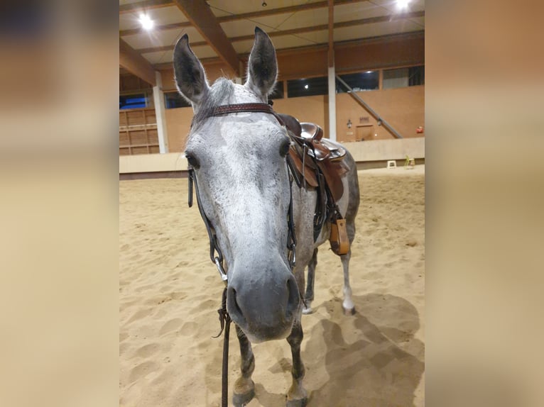 American Quarter Horse Wałach 12 lat 155 cm Siwa in Rankweil