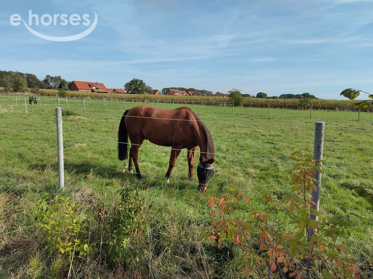 American Quarter Horse Wałach 12 lat 156 cm Gniada in Petershagen