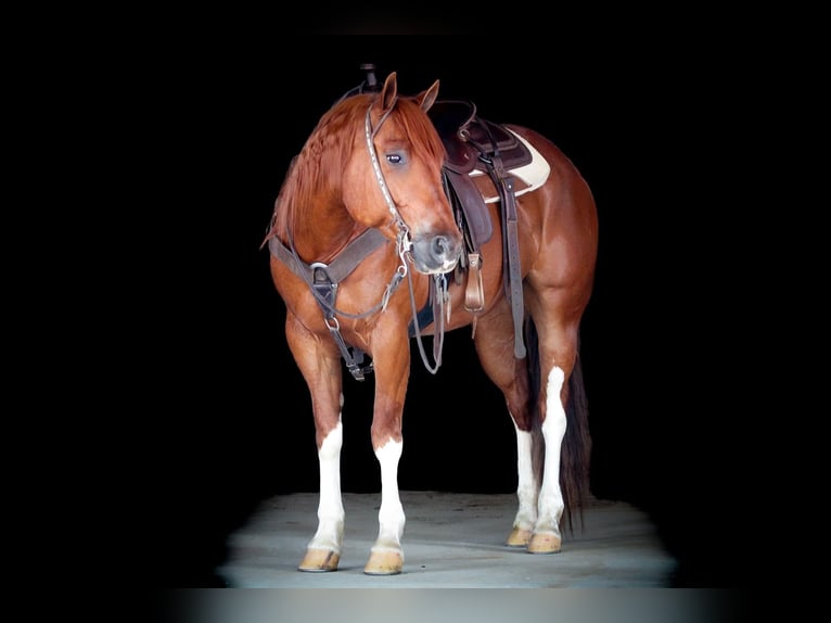 American Quarter Horse Wałach 12 lat 157 cm Cisawa in Clarion, PA