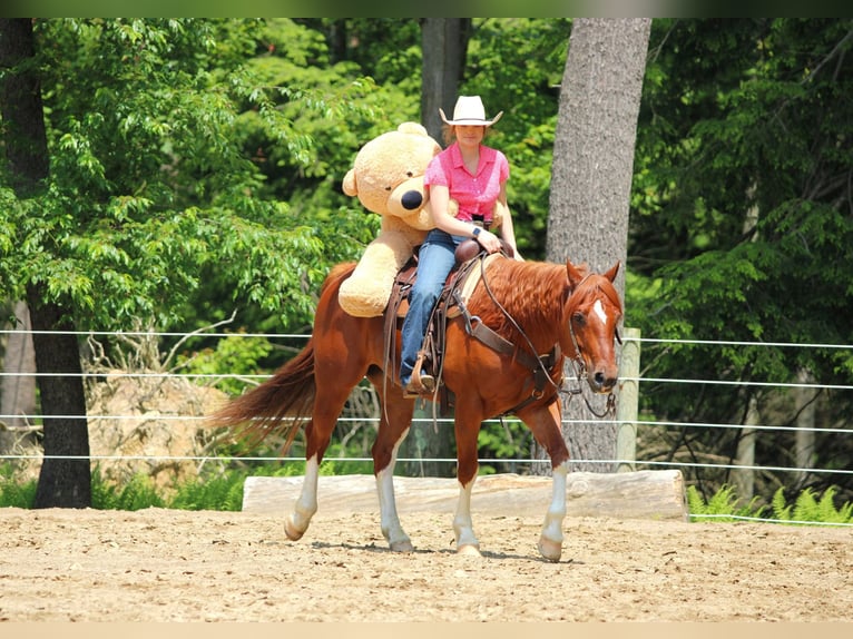 American Quarter Horse Wałach 12 lat 157 cm Cisawa in Clarion, PA
