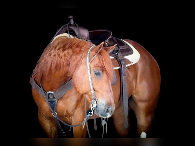 American Quarter Horse Wałach 12 lat 157 cm Cisawa in Clarion, PA