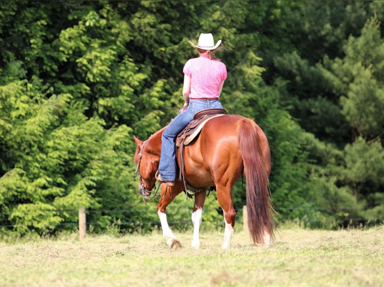 American Quarter Horse Wałach 12 lat 157 cm Cisawa in Clarion, PA
