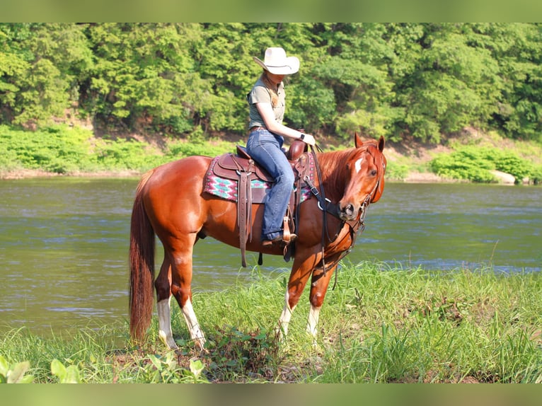 American Quarter Horse Wałach 12 lat 157 cm Cisawa in Clarion, PA