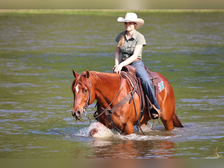 American Quarter Horse Wałach 12 lat 157 cm Cisawa in Clarion, PA