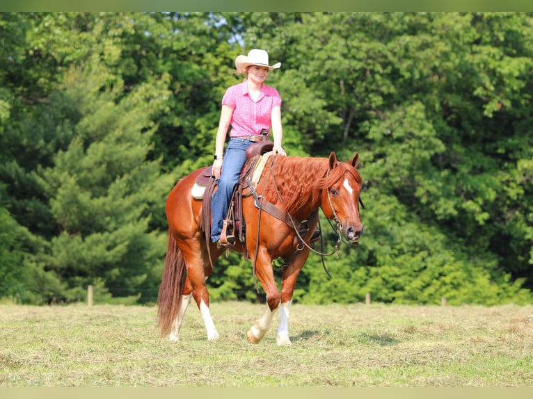 American Quarter Horse Wałach 12 lat 157 cm Cisawa in Clarion, PA