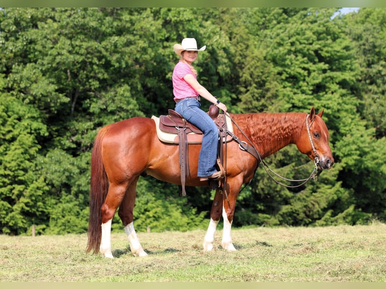 American Quarter Horse Wałach 12 lat 157 cm Cisawa in Clarion, PA
